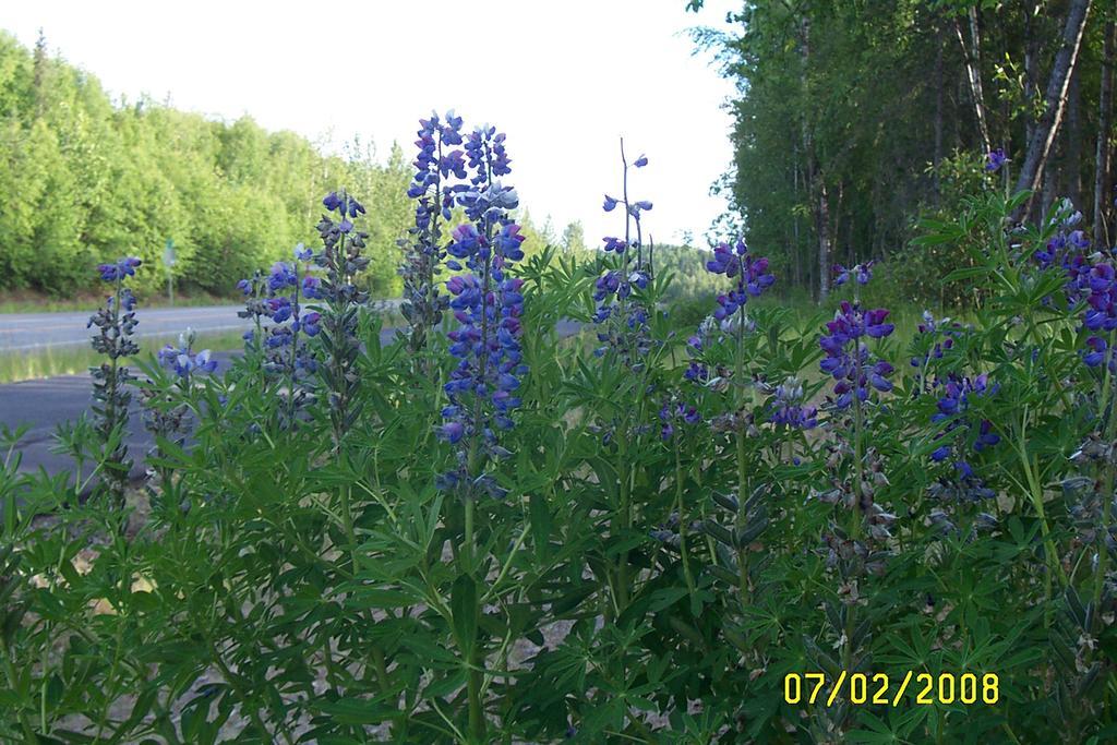 Grace And Bill'S Freedom Hills B&B Talkeetna Exteriör bild