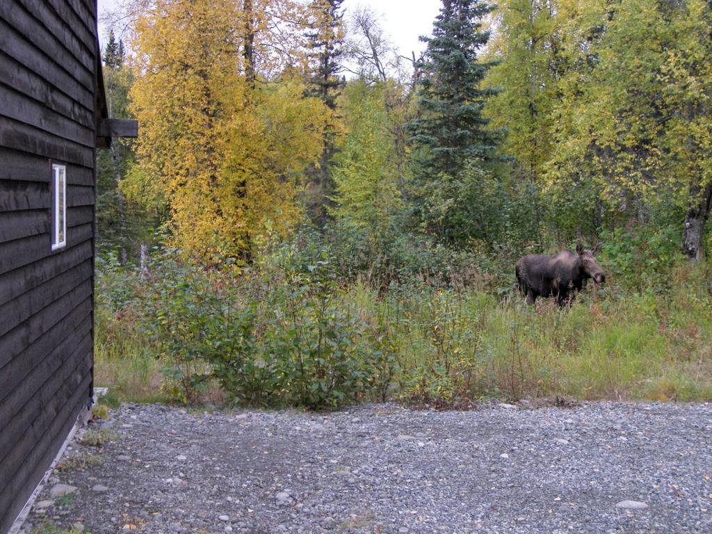 Grace And Bill'S Freedom Hills B&B Talkeetna Exteriör bild