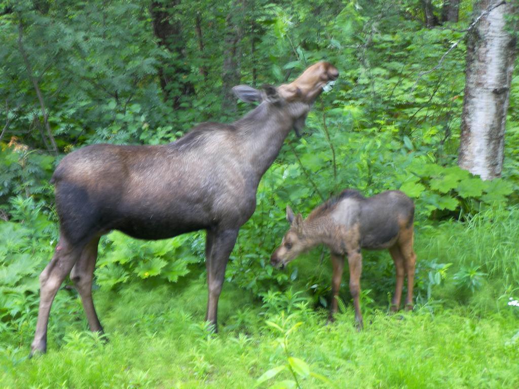 Grace And Bill'S Freedom Hills B&B Talkeetna Exteriör bild