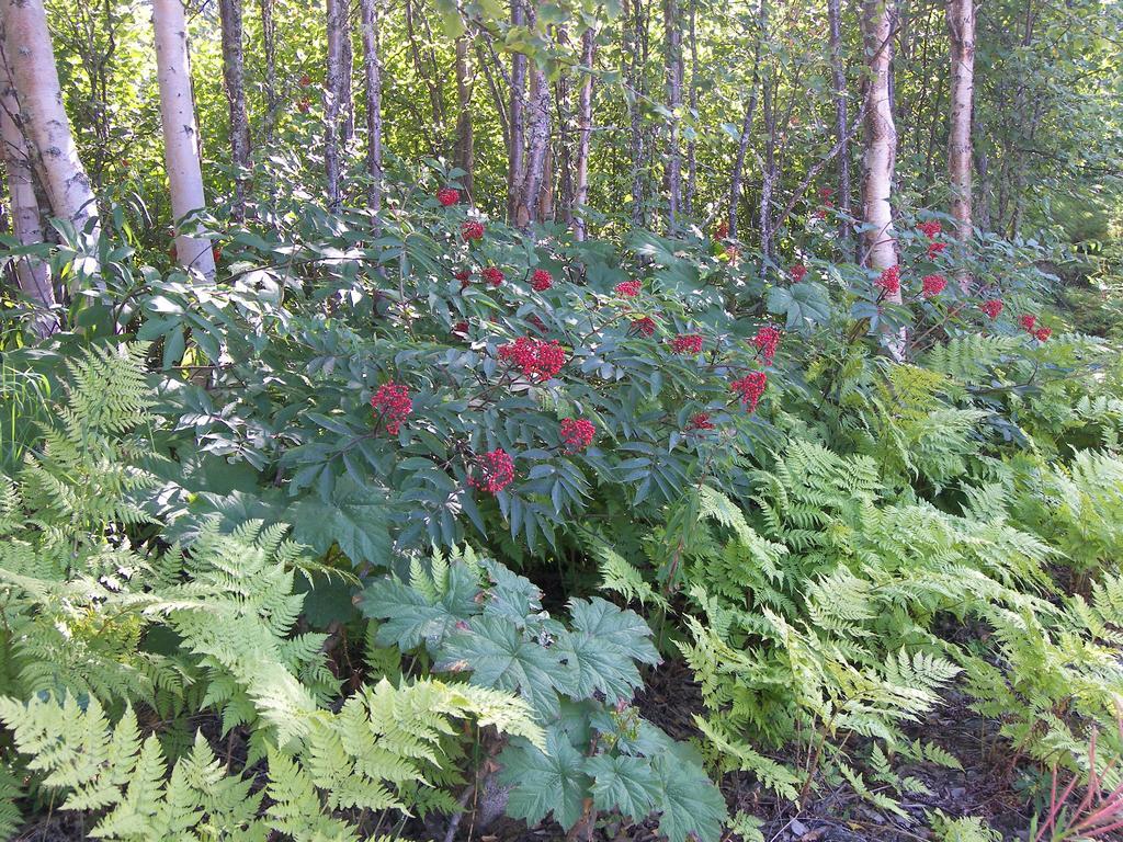 Grace And Bill'S Freedom Hills B&B Talkeetna Exteriör bild